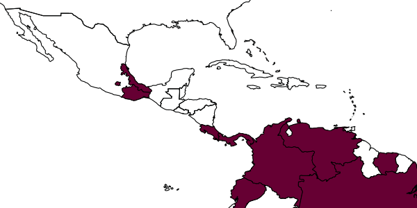 map of Ipsiura tropicalis     Bohart, 1985